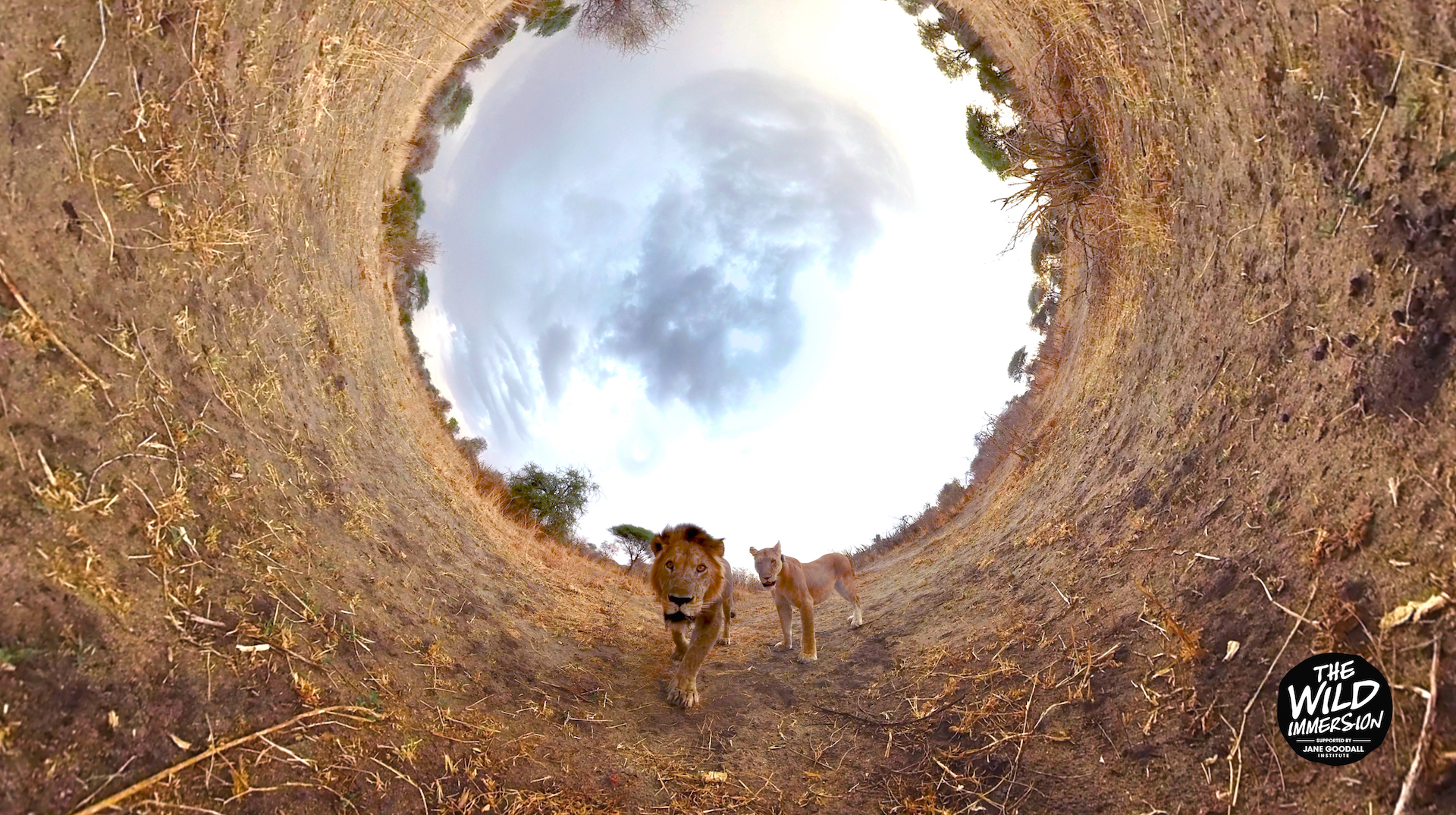 The Wild Immersion Quand La Vr Permet De Voir Des Animaux