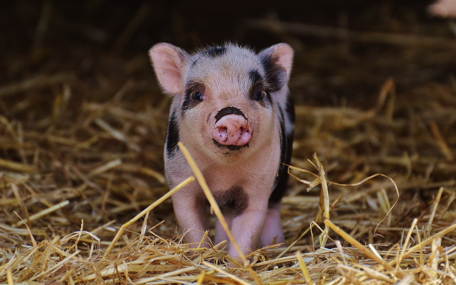 Des Cellules Du Cerveau De Cochons Morts Ont Bien été