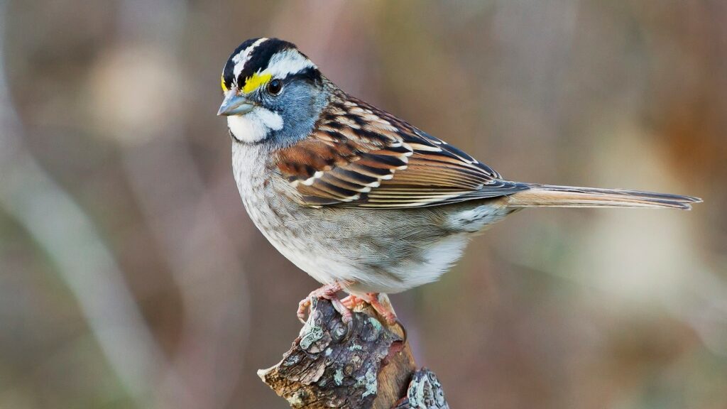 Ces Oiseaux Ont Diffuse Un Nouveau Chant A L Echelle De Tout Un Continent