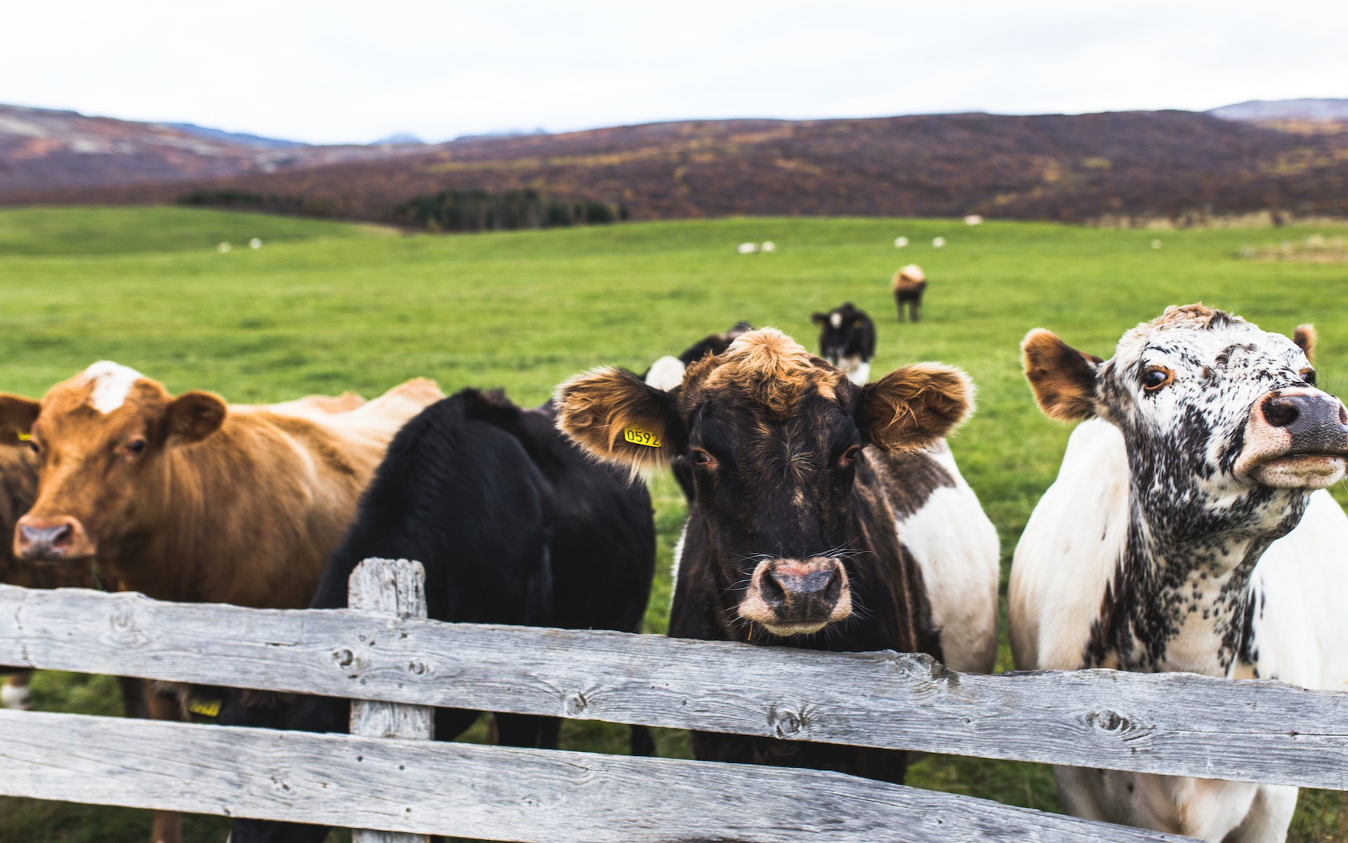 Make A Sentence With Cows