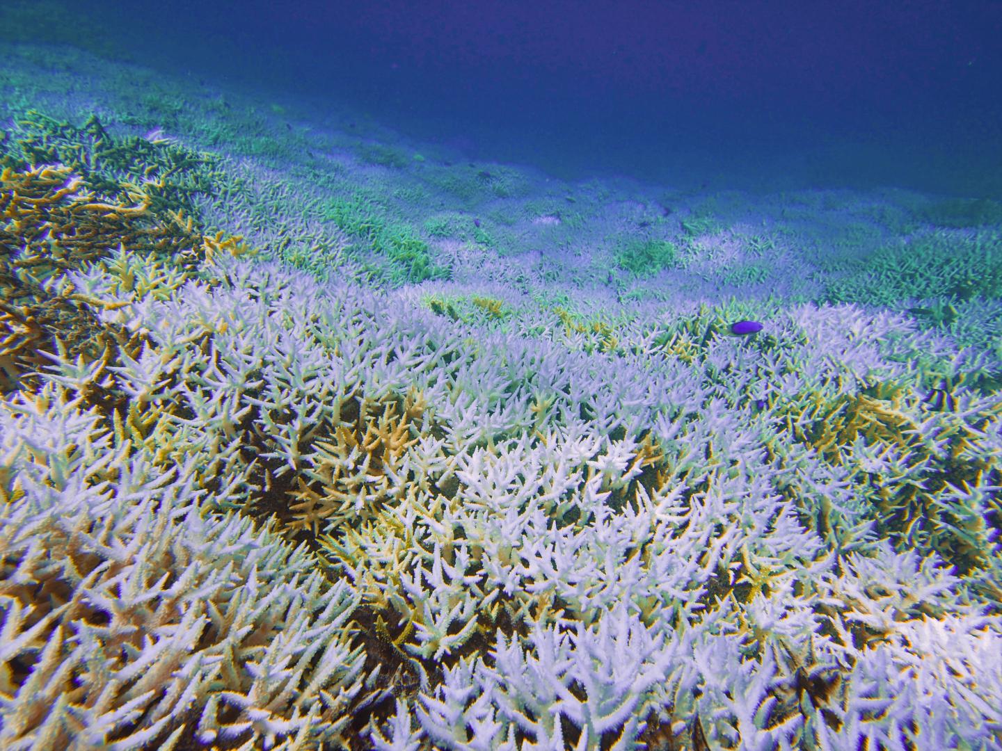 Le Corail Est Plus Menace Que Prevu Par Le Rechauffement Climatique Et Tout L Ecosysteme Marin Avec