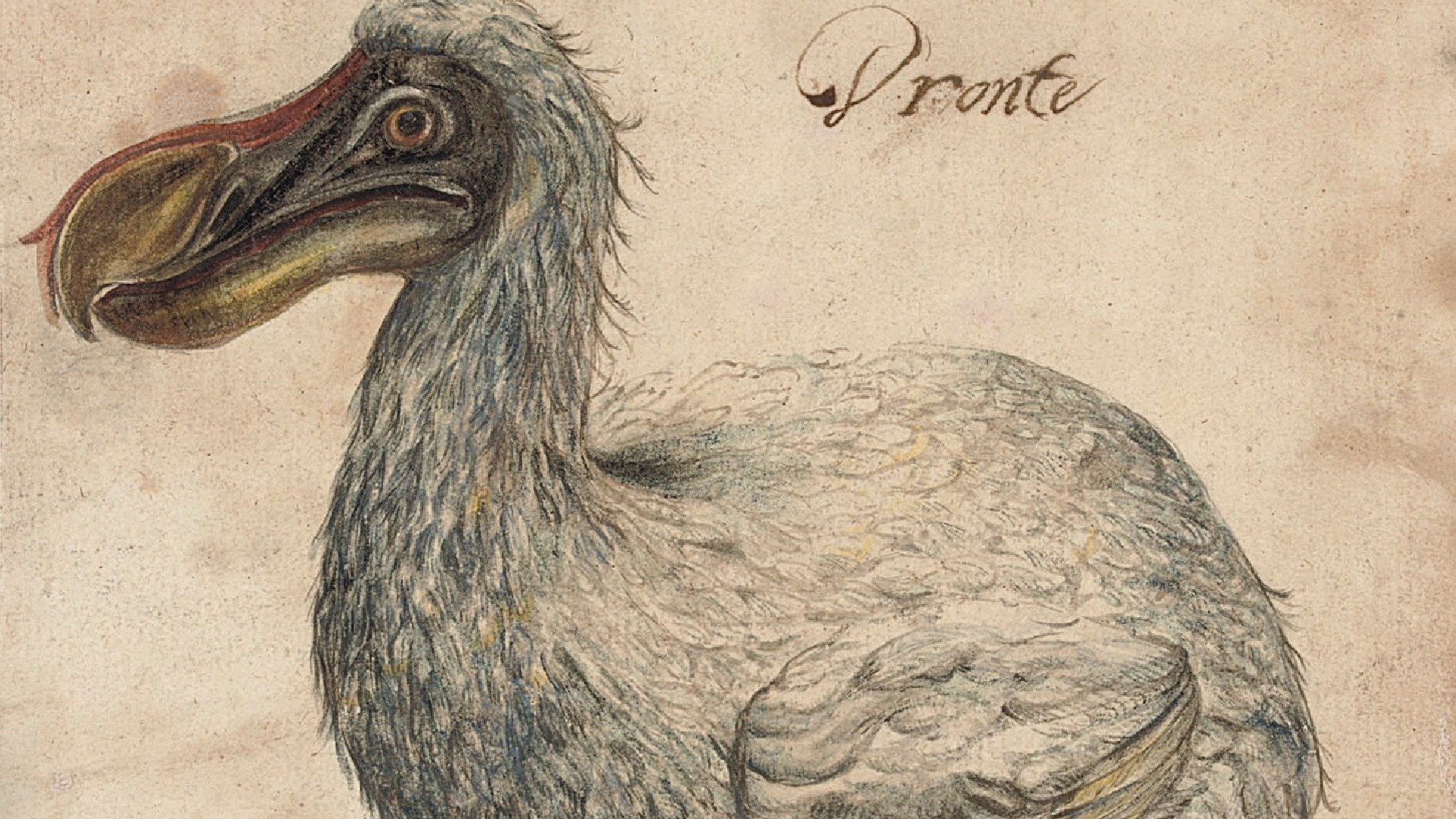 Птица Додо изображения 17 века