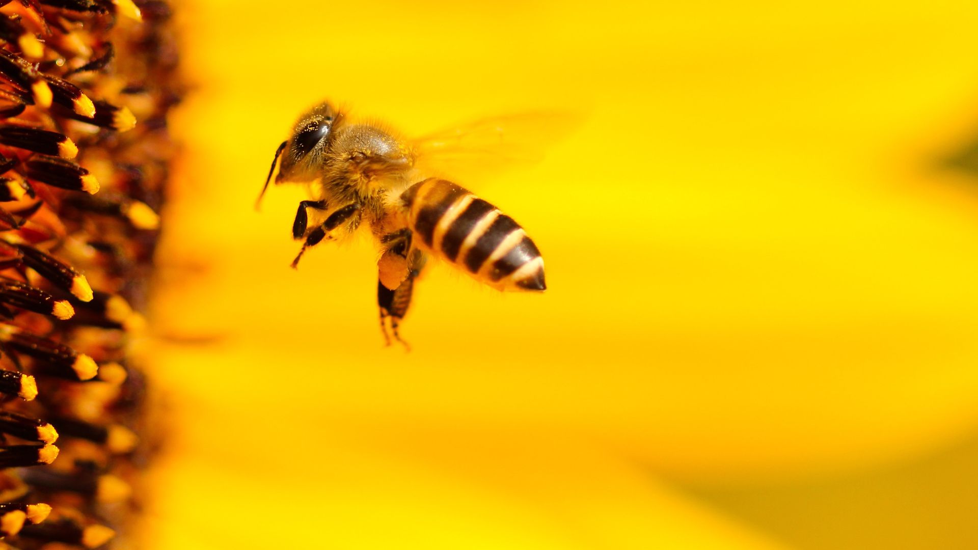 Regarder la vidéo Une abeille a ruiné les plans de Meta